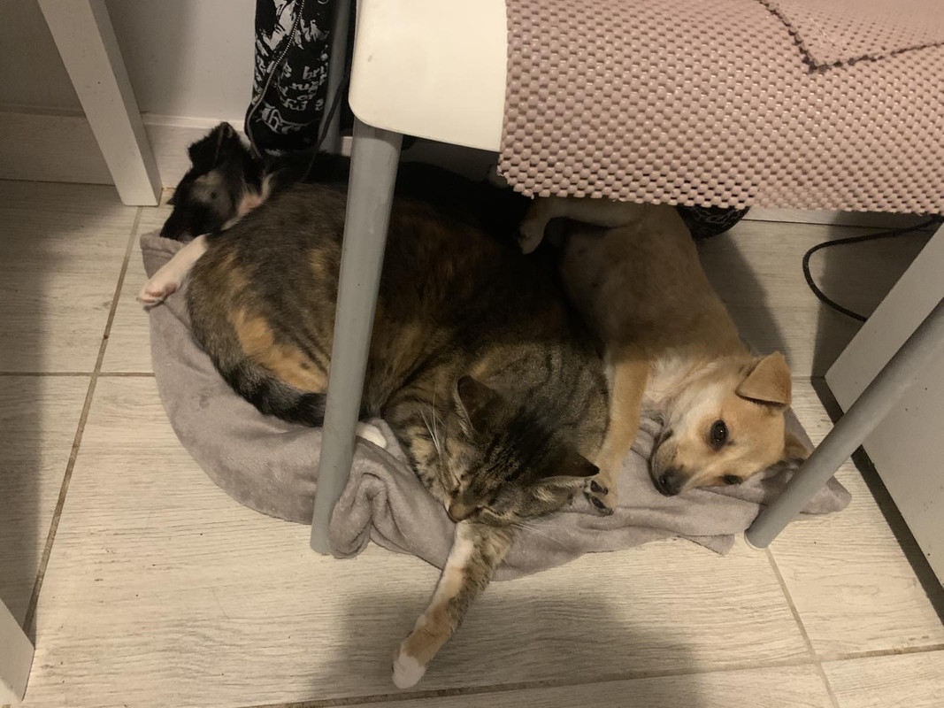 IMG-6c9be58c57656a7a2e64446e8ea6f951-V