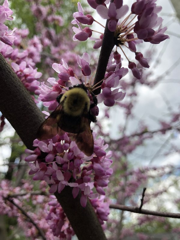 [Image: 8-ADB4637-0-A22-4-FBF-BF82-7-B1493418063.jpg]