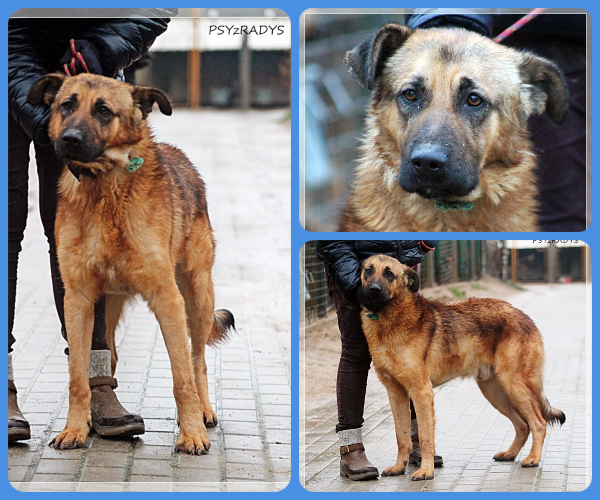 BeFunky-collage (15)