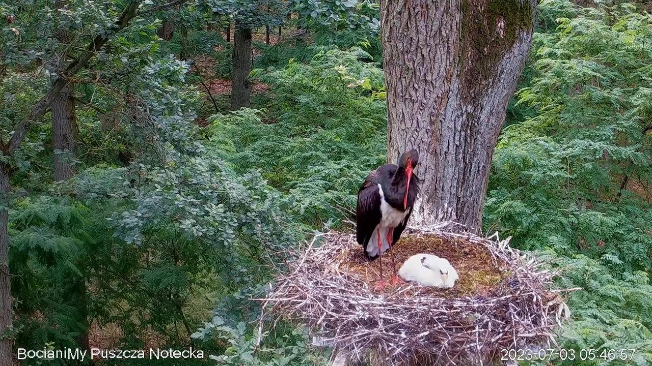 Melnais stārķis Online Puszcza Notecka _ Black stork Online Notecka Forest 9-24-33 screenshot