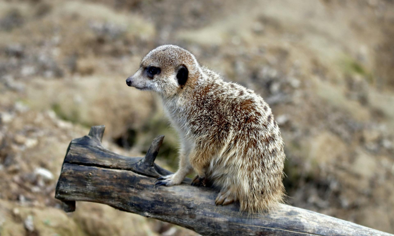 Animal4 09 05