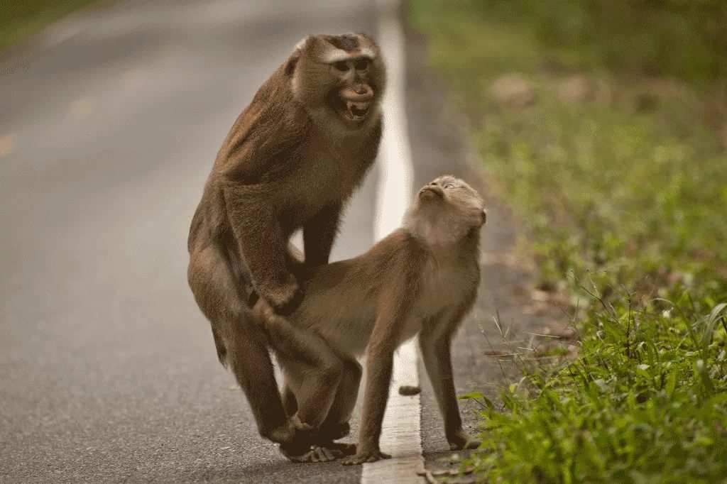 Erotic Monkeys.