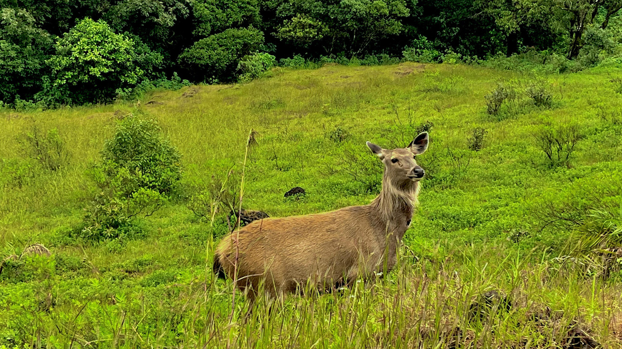 Malnad Trail