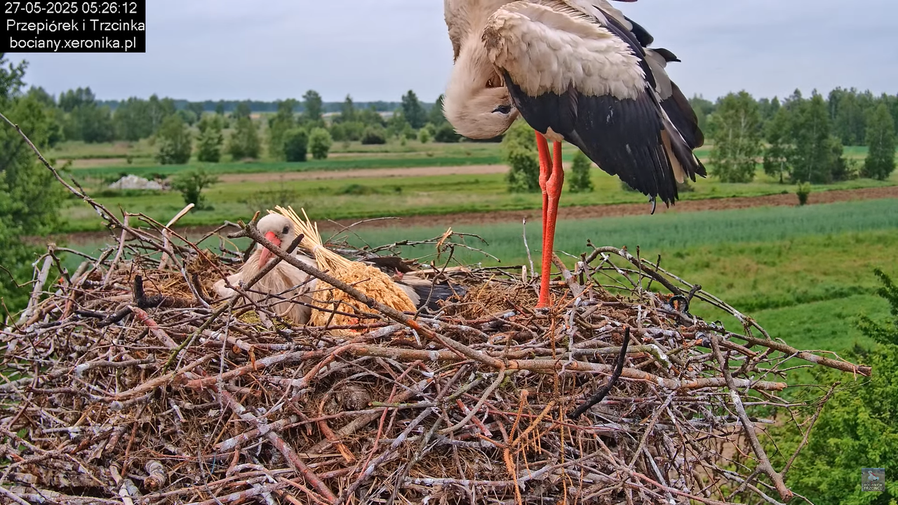 27052025bociany11