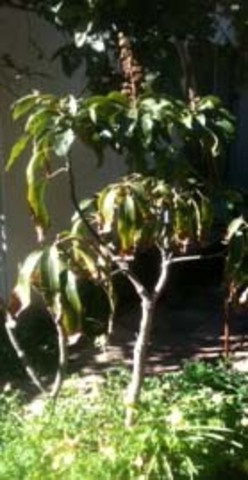 Mango in pot A