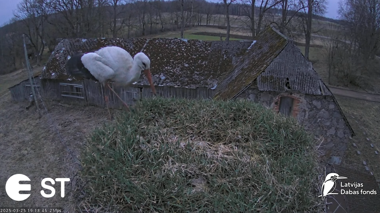 (11) Baltie stārķi (Ciconia ciconia) Tukuma novadā __ White storks in Tukums, Latvia - YouTube - 956