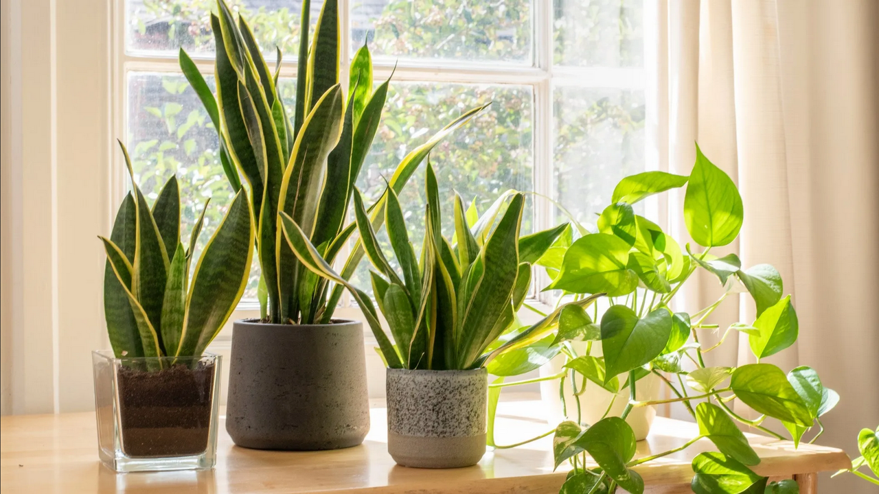 Tres plantas de interior económicas y fáciles de cuidar para decorar tu hogar