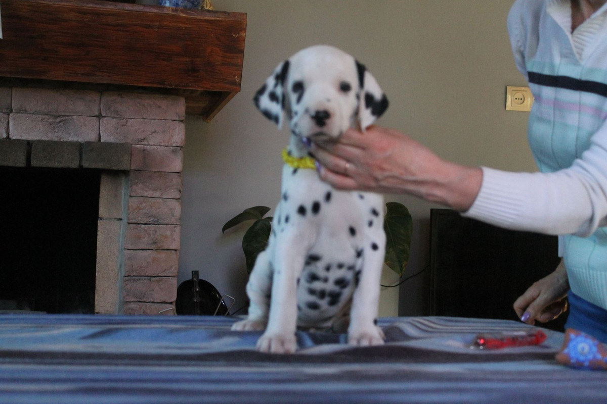 Северная Жемчужина