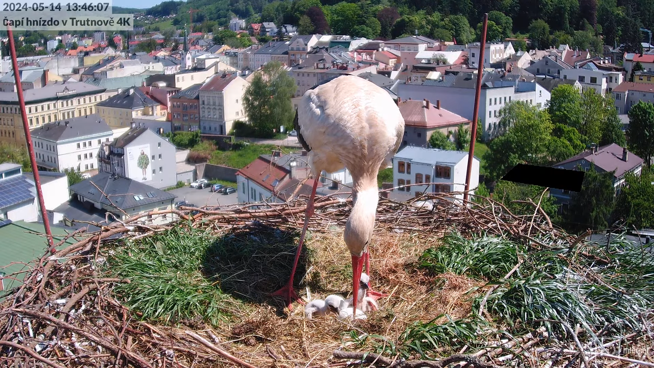 Živě z čapího hnízda na pivovarském komíně v Trutnově 10-55-29 screenshot
