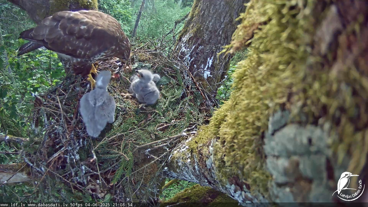Melnās klijas (Milvus migrans) Kurzemē_ peļu klijāni (Buteo buteo) 12-48-39 screenshot
