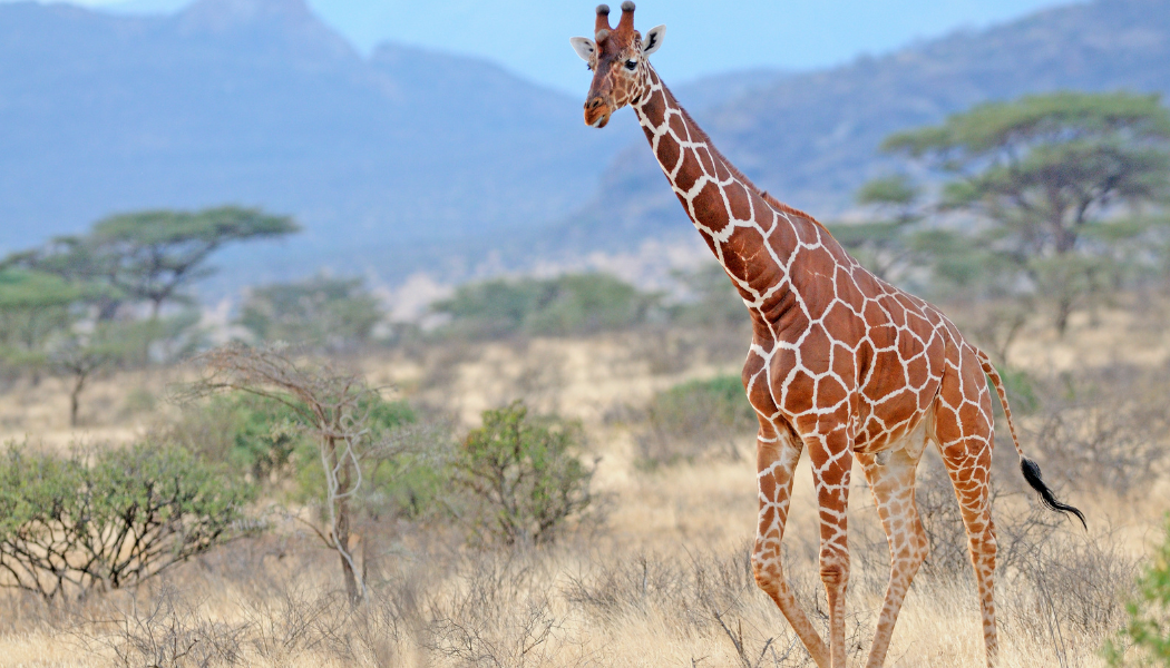 Samburu safari wildlife in northern Kenya