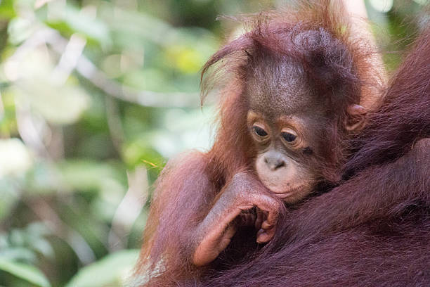 borneo orangutan tour