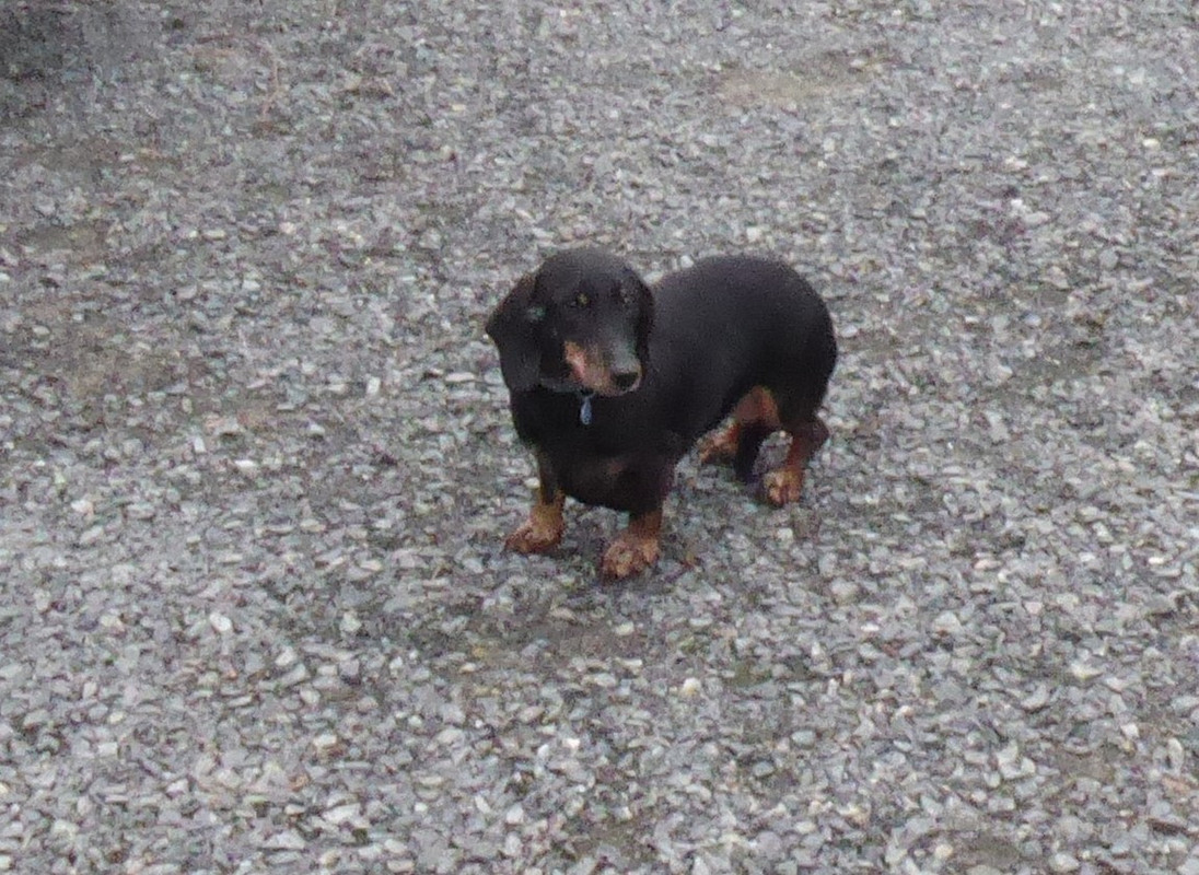 [Image: P1020003.jpg]