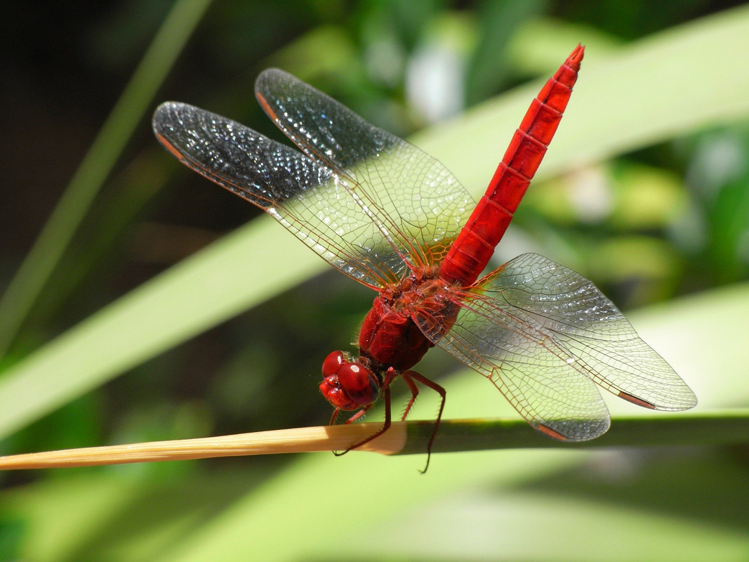 Redragonfly.jpg