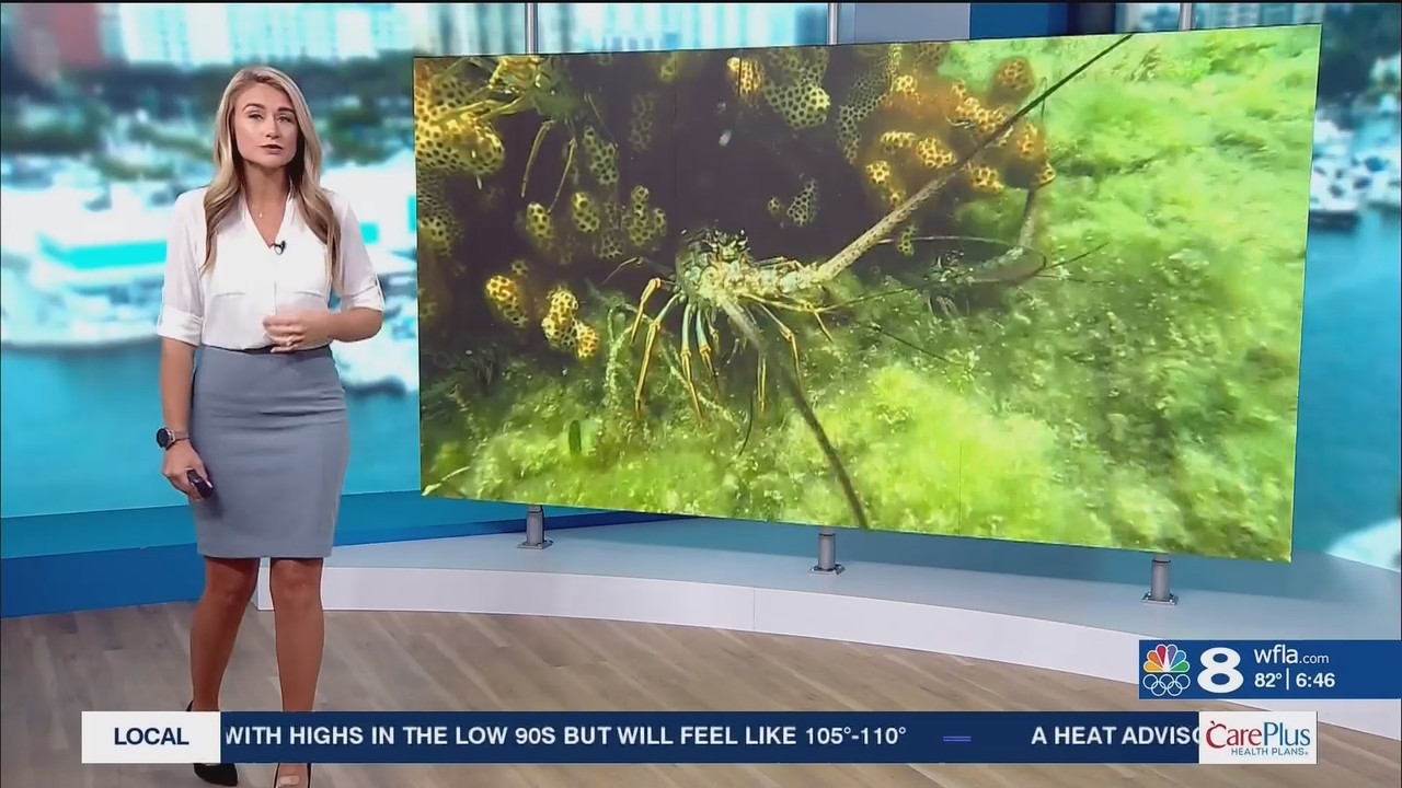 NewsChannel 8 Today at 6a_20240809_11001200.ts_snapshot_00.47.46.467