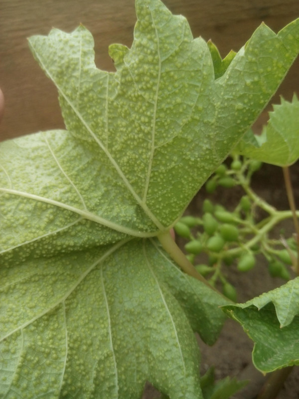 Безымянный