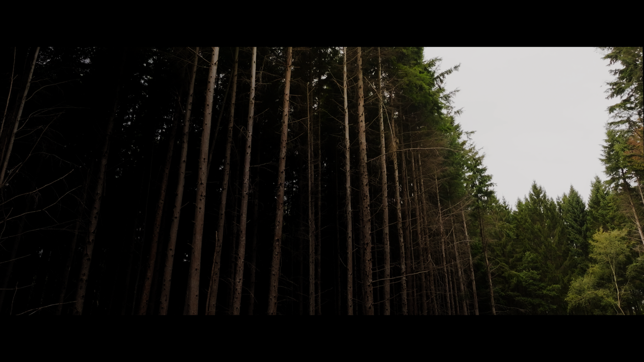 Winnie.The.Pooh.Blood.And.Honey.2023.2160p.BDREMUX.HEVC.HDR.DoVi-Нечипорук.mkv_snapshot_00.17.08.486