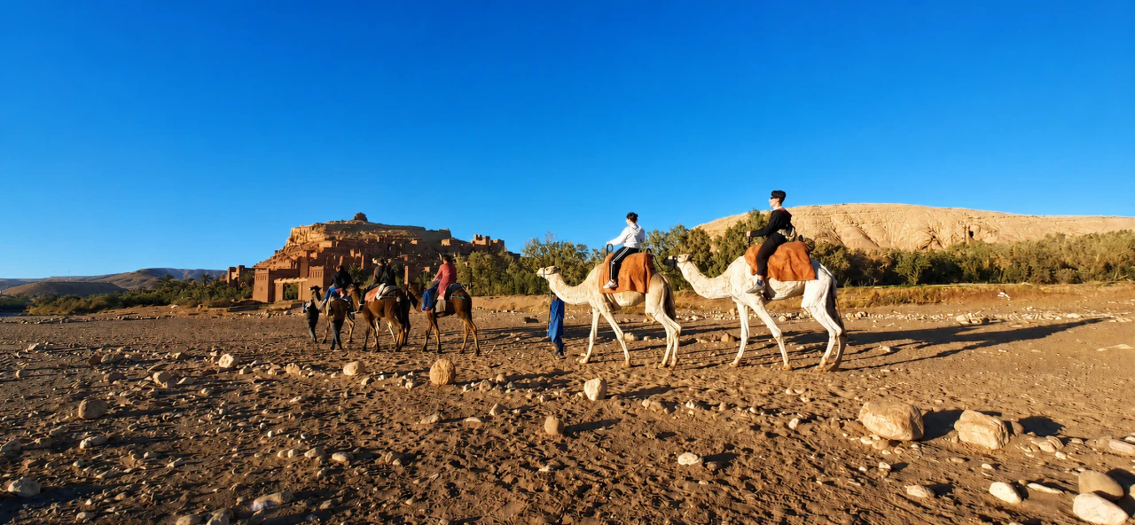 Camel in Desert 5