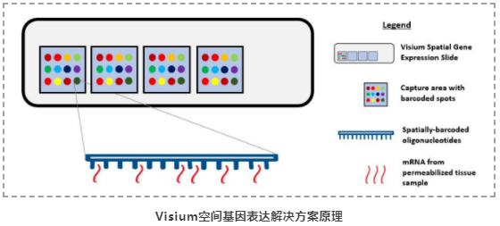 空间转录组技术在肿瘤免疫治疗中的应用潜力-4.png