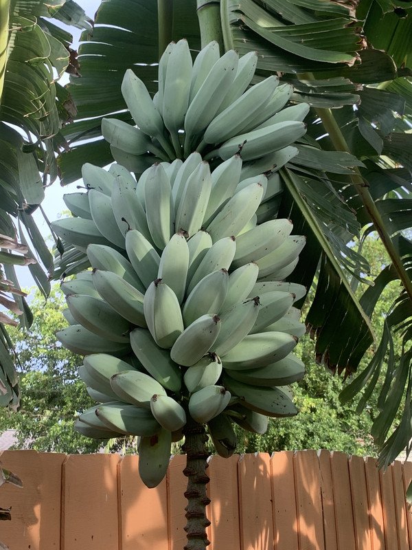 EFD895C2-6035-41F9-9B3C-E50453499C6E