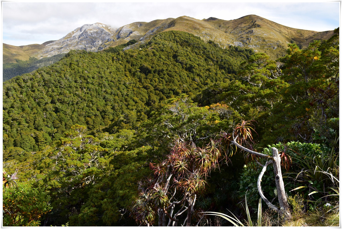 Kahurangi NP: Tableland/Mt Arthur Circuit (abril 2023) - Escapadas y rutas por la Nueva Zelanda menos conocida (30)