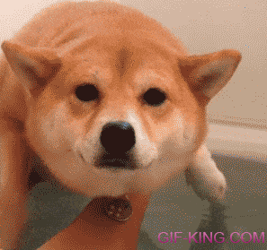 gif-king-963869674212e21673d96aa067e9d95
