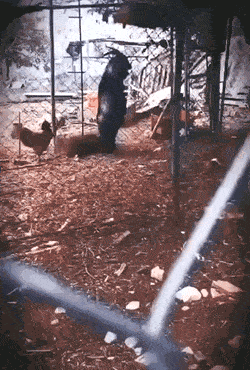 991.gif