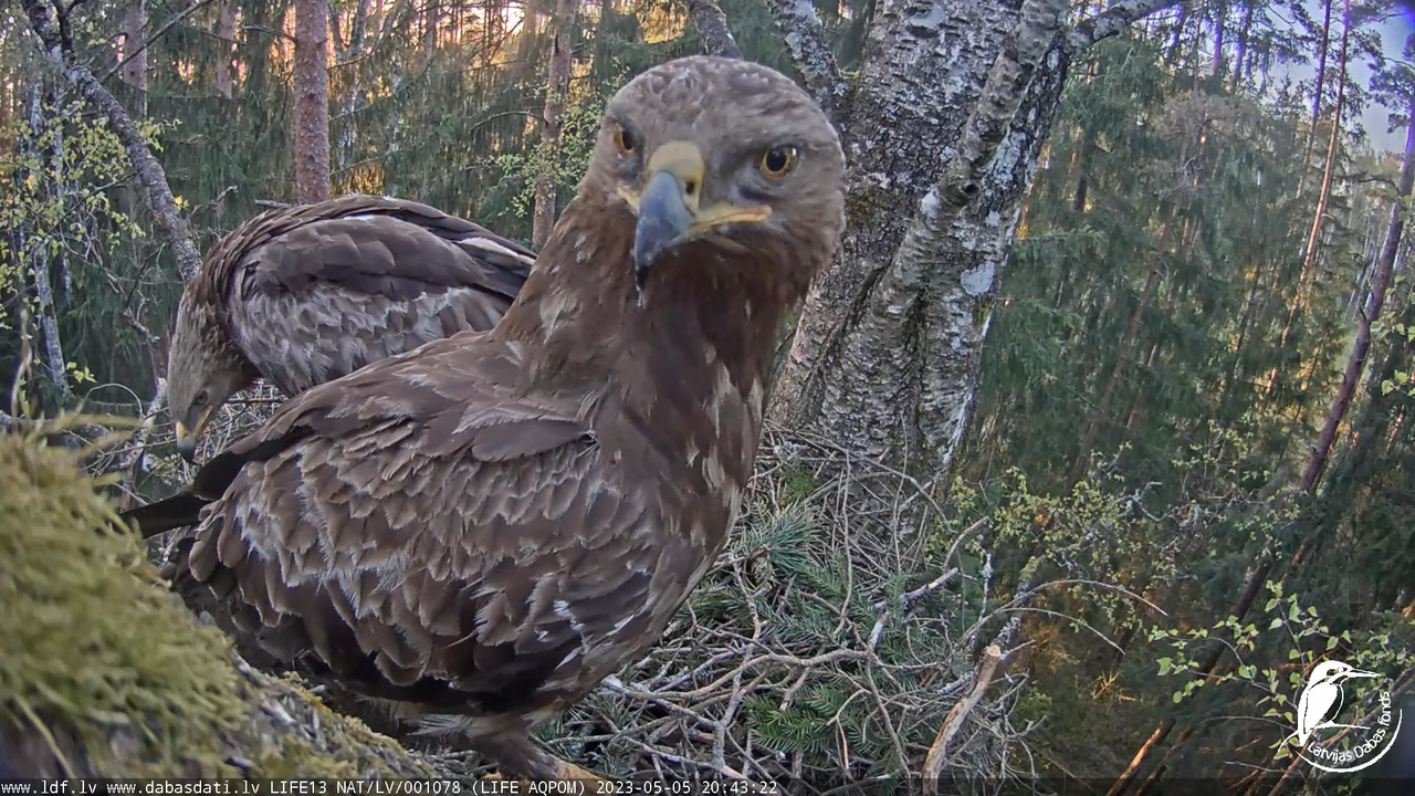 LDF Mazais ērglis (Clanga pomarina), ligzda bērzā 10-28-57 screenshot