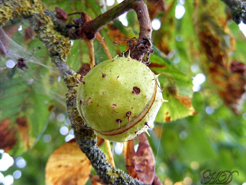 autumn-conkers-HD.jpg