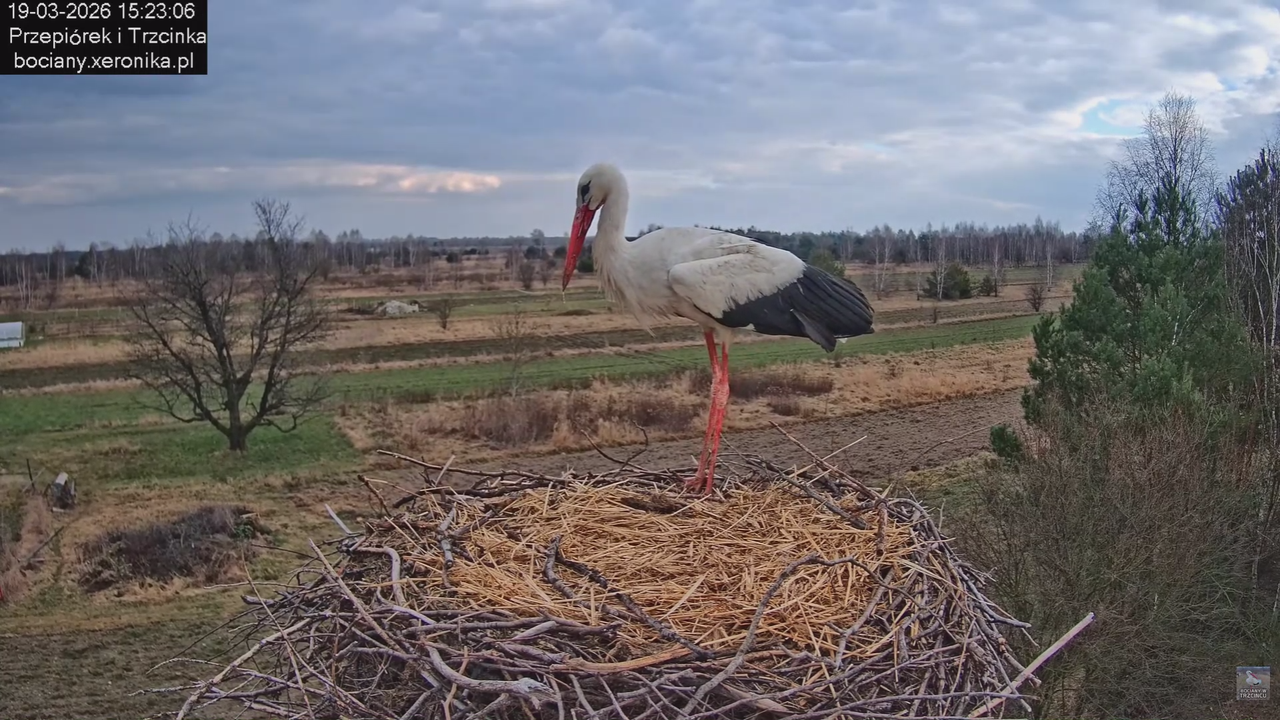 19032026 Powrót Przepiórka 4