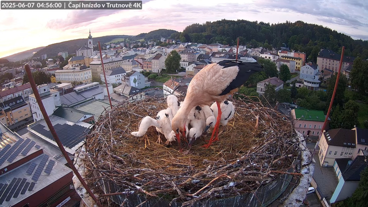 Živě z čapího hnízda na pivovarském komíně v Trutnově 2-39-18 screenshot