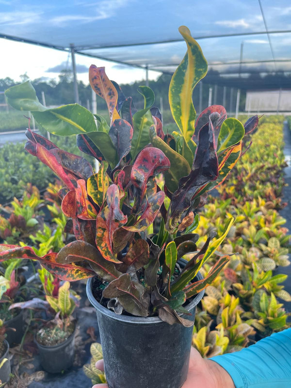 [Imagen de una planta Croton Mamey]
