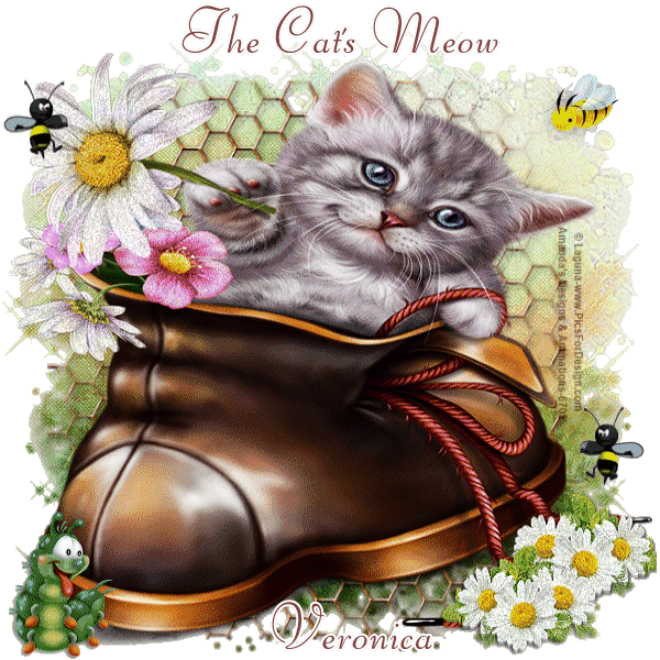 a Summer Cat Boot Cats Meow Veronica vi — Postimages