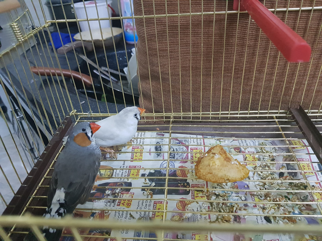 ٢?١٨?٤٢٢_٢?٣٤٢٣