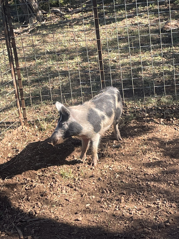 E4D4B1F6-FF77-4352-9497-90B9EBA5E475