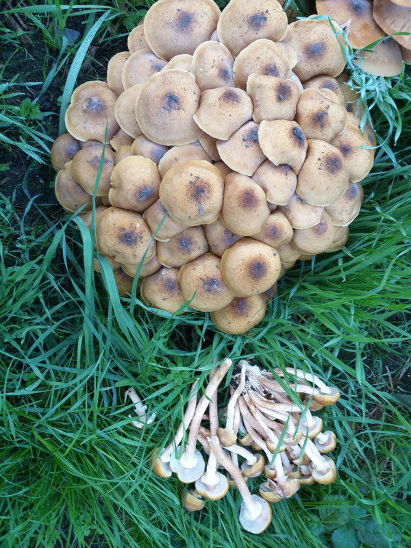 [Image: 20181009_183740.jpg]