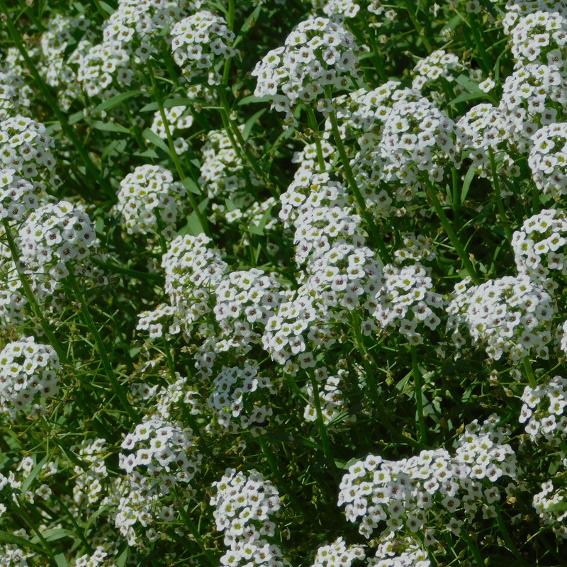 Дачное Маттел к Хелл 2025, Харли и Ко продолжение 094