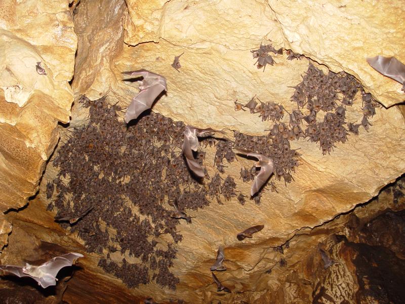 DE TORTUGAS Y PEREZOSOS. COSTA RICA 2019 - Blogs de Costa Rica - DIA 9: CAVERNAS DE VENADO (16)