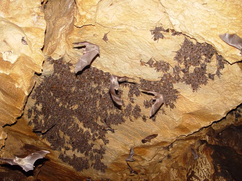 DIA 9: CAVERNAS DE VENADO - DE TORTUGAS Y PEREZOSOS. COSTA RICA 2019 (16)