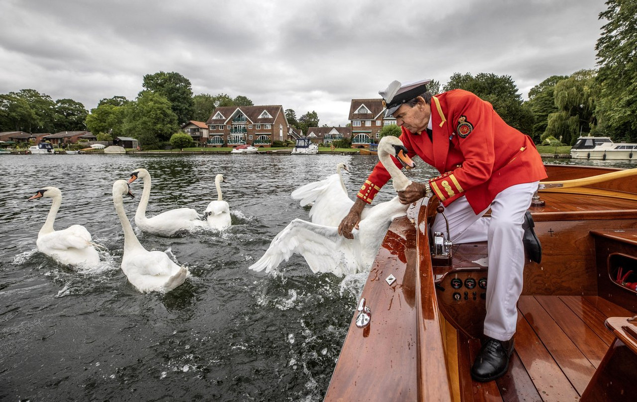 Swan