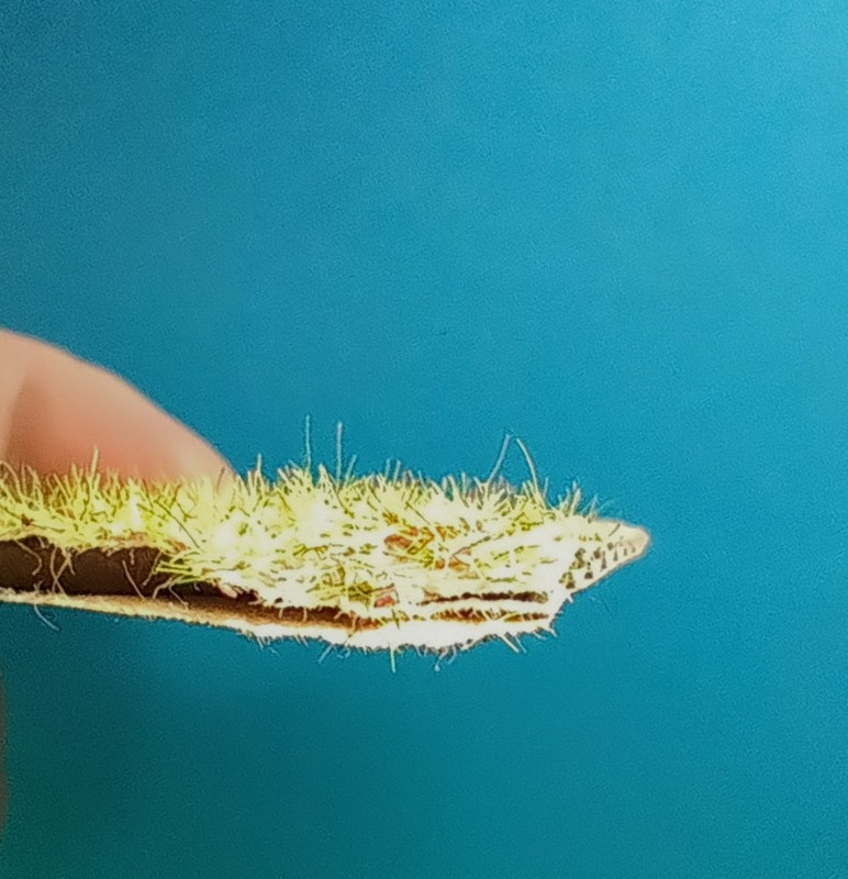 IMG_20250201_134824954~2