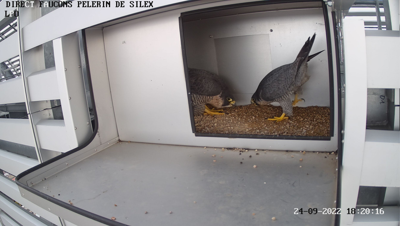 Les Faucons pèlerins direct Lyon Silex. Fdk-G-Da-WAAATGGu
