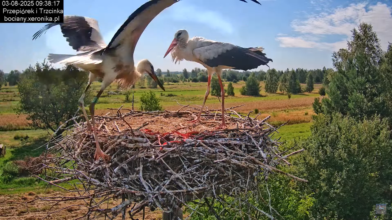 03082025bociany20