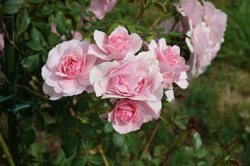 [Image: DSC00894.jpg]