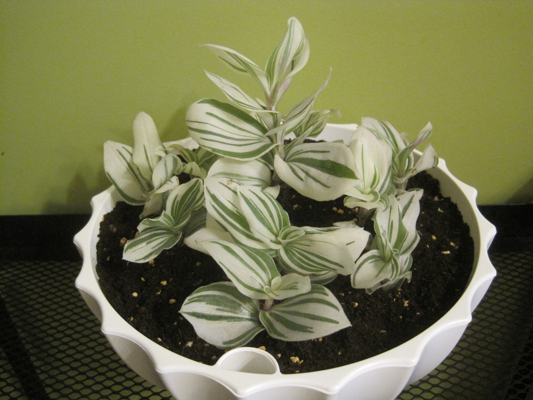 Сразу после пересадки 21 ноября 2022 г