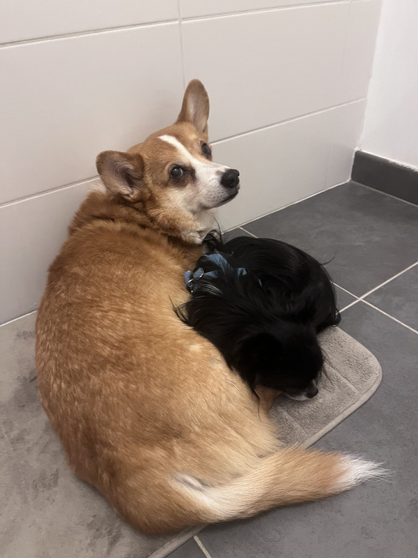 [Image: 3-BFCEA09-464-E-48-C4-BB81-D9-A74-B1-E0633.jpg]