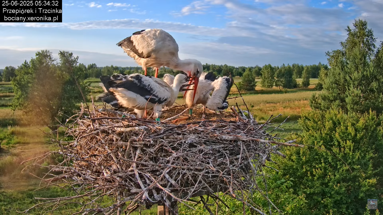 25062025bociany8
