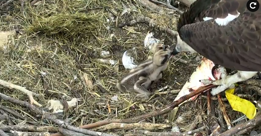 Képernyőkép – 2018-05-28 19-11-00