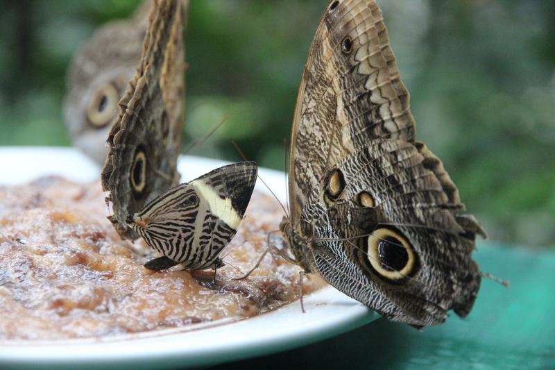 DE TORTUGAS Y PEREZOSOS. COSTA RICA 2019 - Blogs de Costa Rica - DIA 11: TIROLINAS EN MONTEVERDE Y TOUR NOCTURNO POR LA SELVA (41)