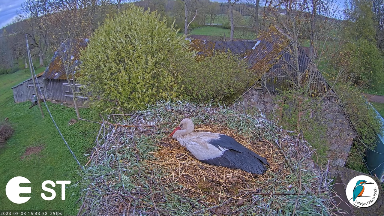 Baltie stārķi (Ciconia ciconia) Tukuma novadā - LDF tiešraide __ White storks in Tukums, Latvia 14-1